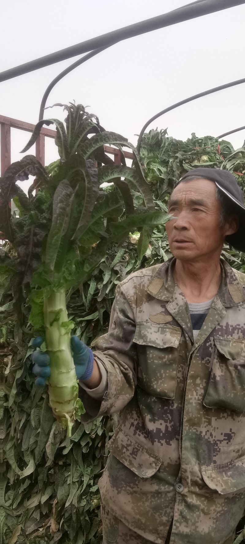 红古窝笋大量上市，欢迎来电