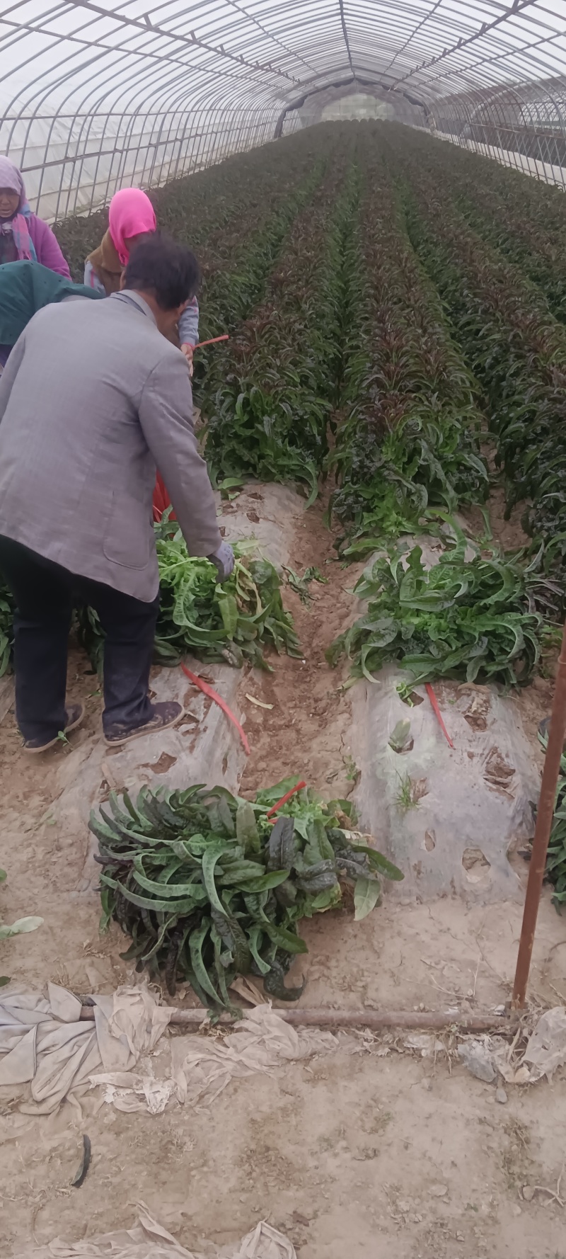 红古窝笋大量上市，欢迎来电