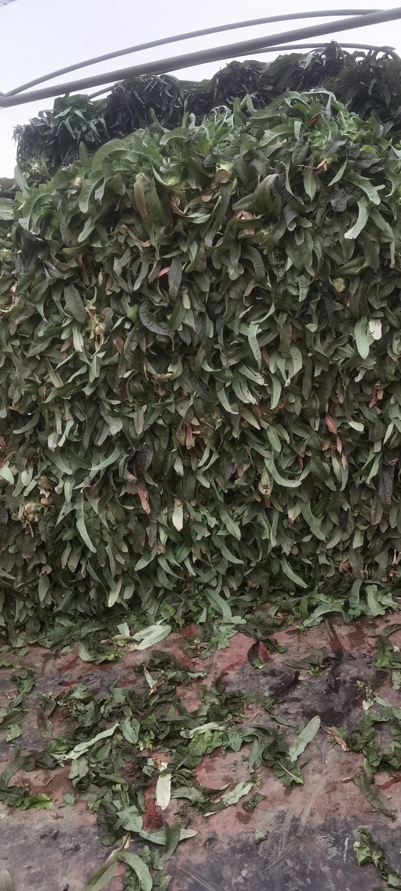 红古窝笋大量上市，欢迎来电