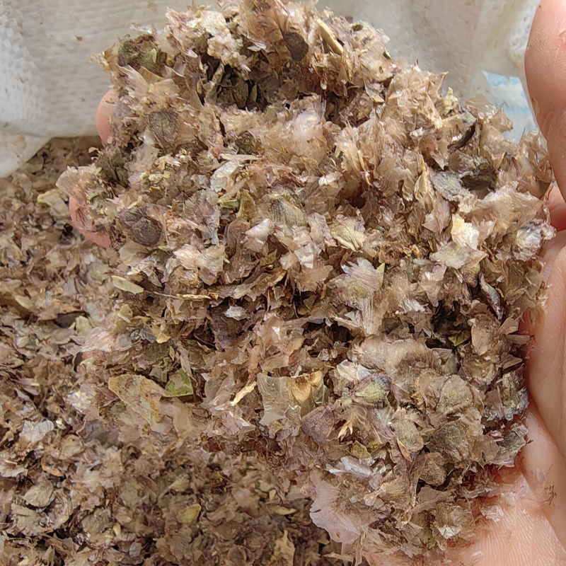 蓝花楹种子新上市的蓝花楹种子，蓝花楹净子