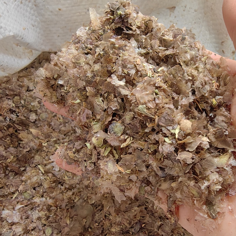 蓝花楹种子新上市的蓝花楹种子，蓝花楹净子