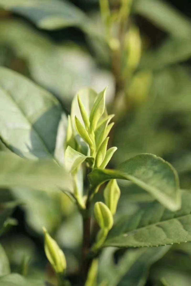 高山野茶