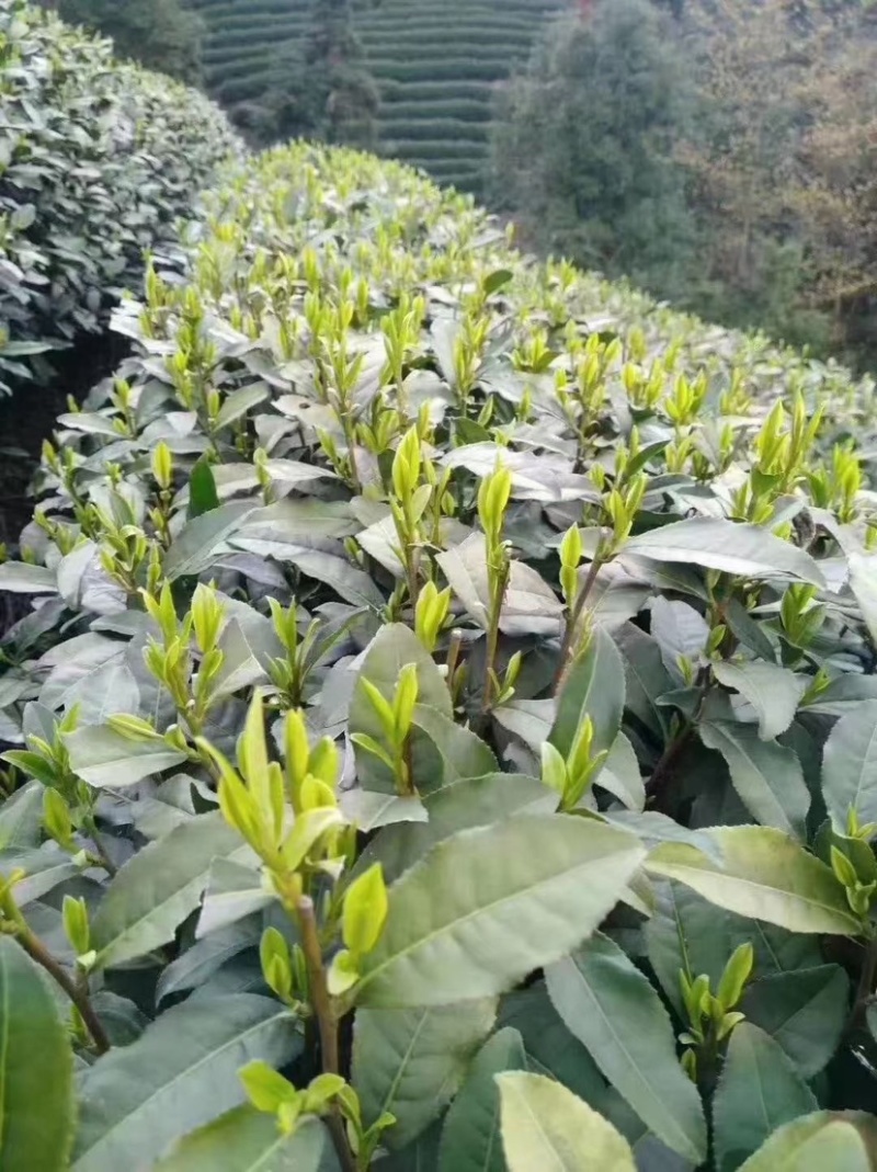 高山野茶