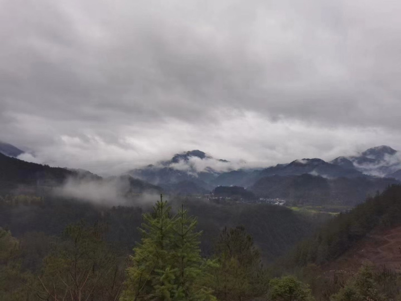 高山野茶