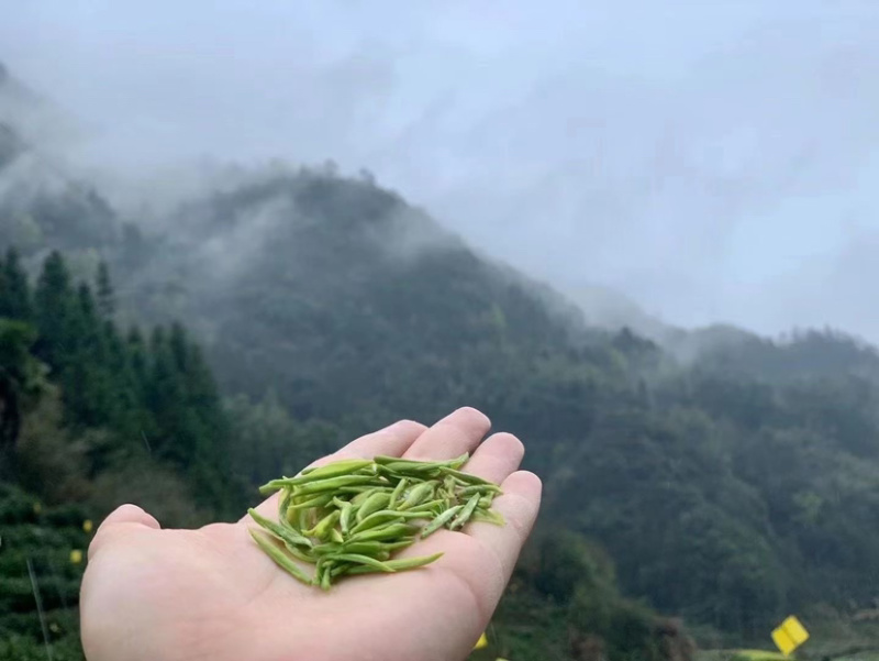 高山野茶