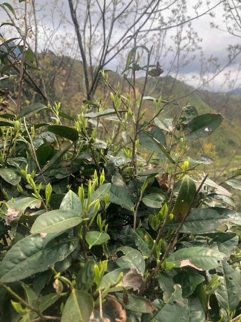 高山野茶