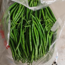 大棚辣椒鲜辣椒
