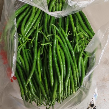 大棚辣椒鲜辣椒