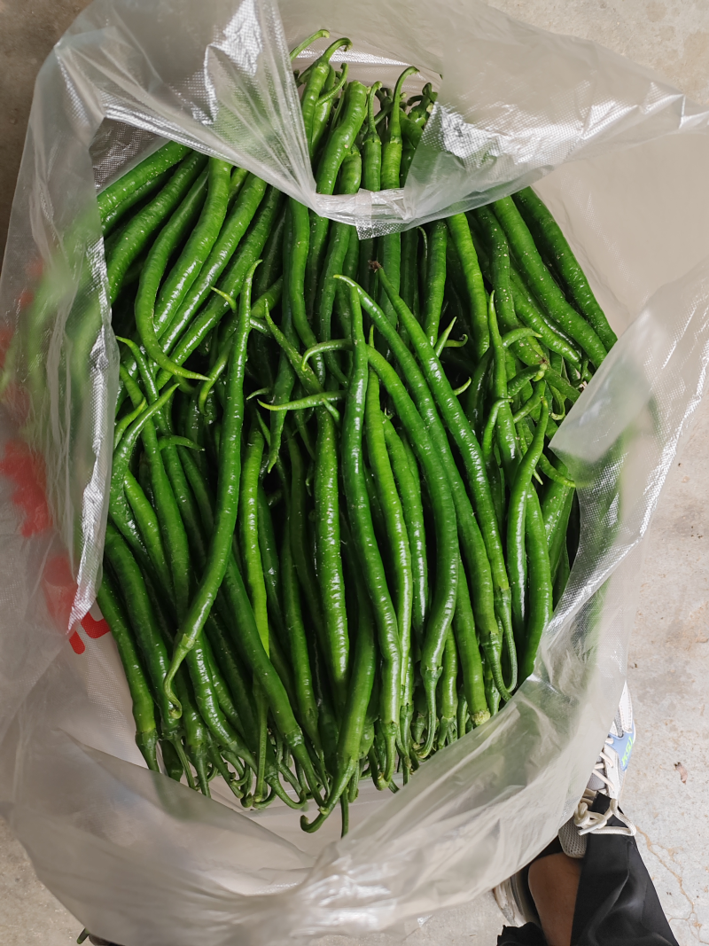 大棚辣椒鲜辣椒