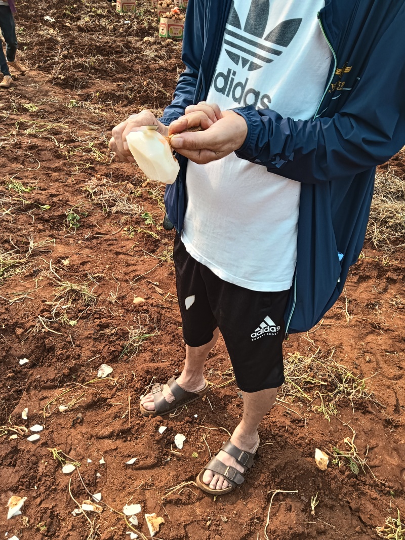 〈精品推选〉广东湛江凉薯，豆薯，地瓜大量上市价格实惠质量保证
