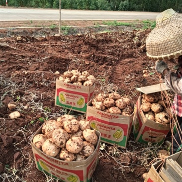 〈精品推选〉广东湛江凉薯，豆薯，地瓜大量上市价格实惠质量保证