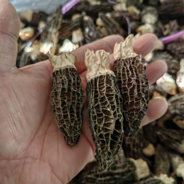 羊肚菌