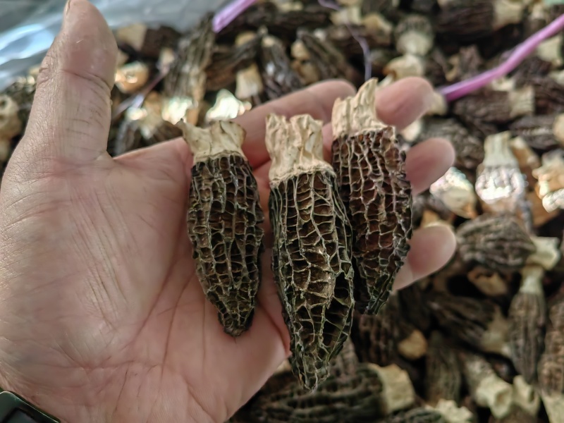 羊肚菌