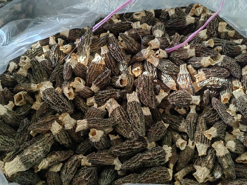 羊肚菌