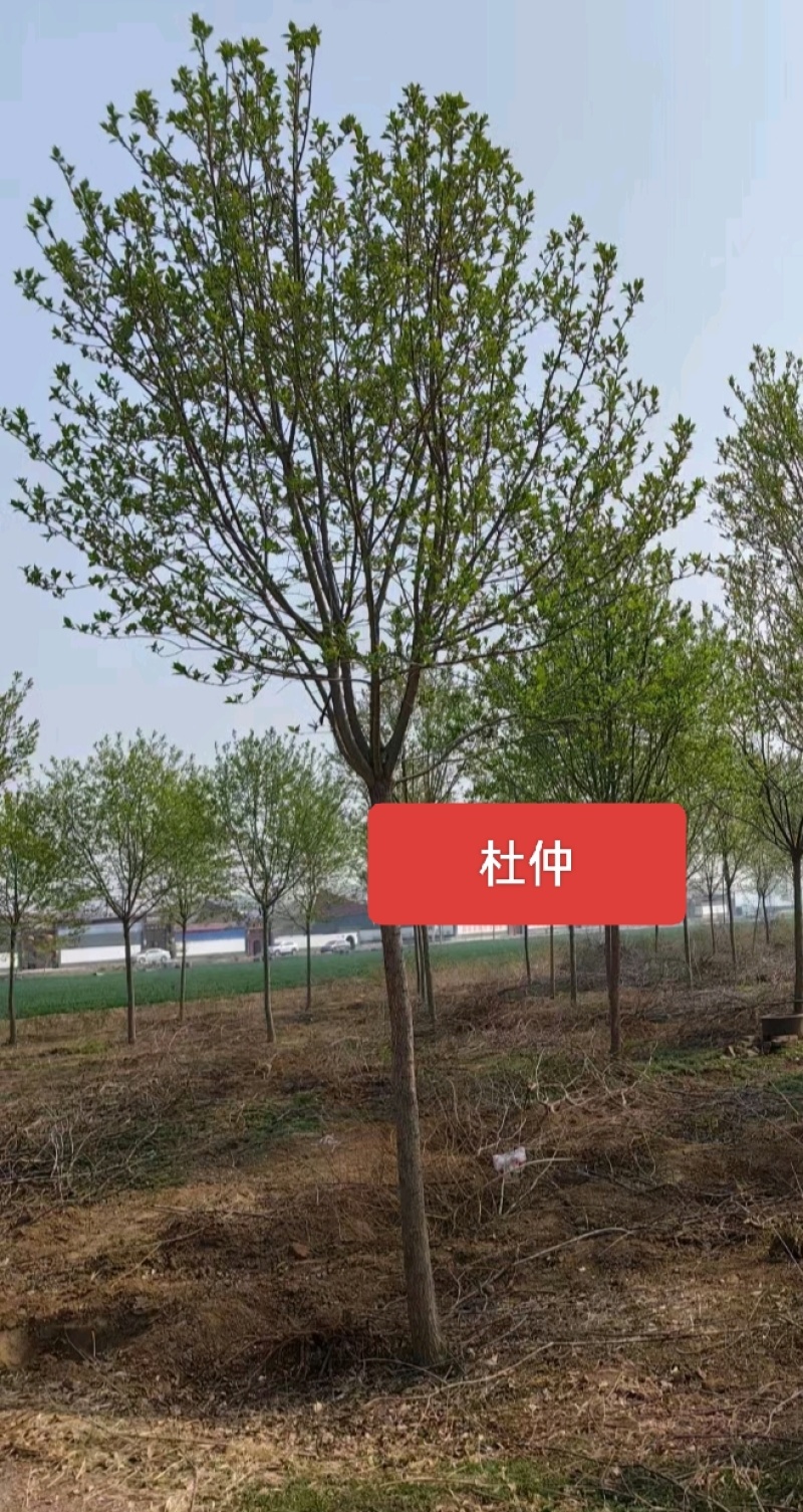 河北定州杜仲丛生乔灌木绿化苗木树苗自家现挖现卖保障成活率