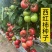 西红柿种子大果硬粉春丽骄阳冬悦哈雷早春越夏秋延越冬四季可种植