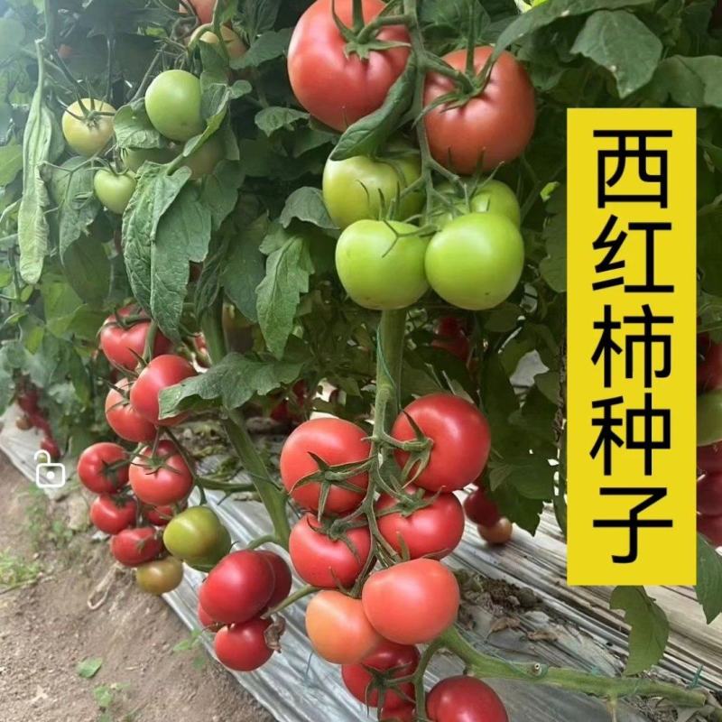 西红柿种子大果硬粉春丽骄阳冬悦哈雷早春越夏秋延越冬四季可种植