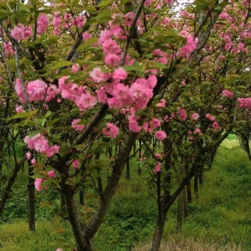 樱花树地苗品种晚樱基地