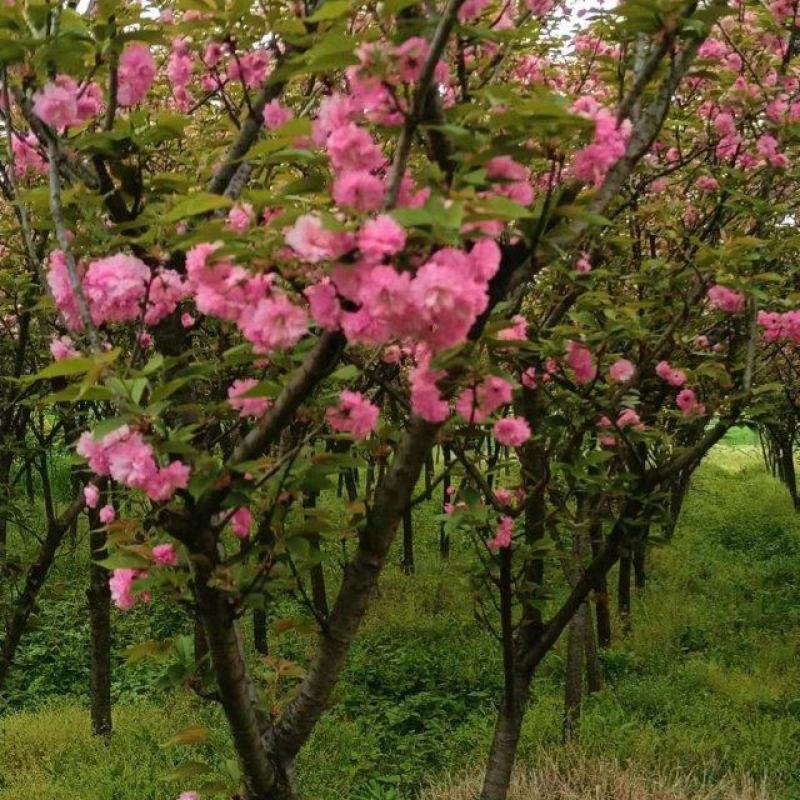 樱花树地苗品种晚樱基地