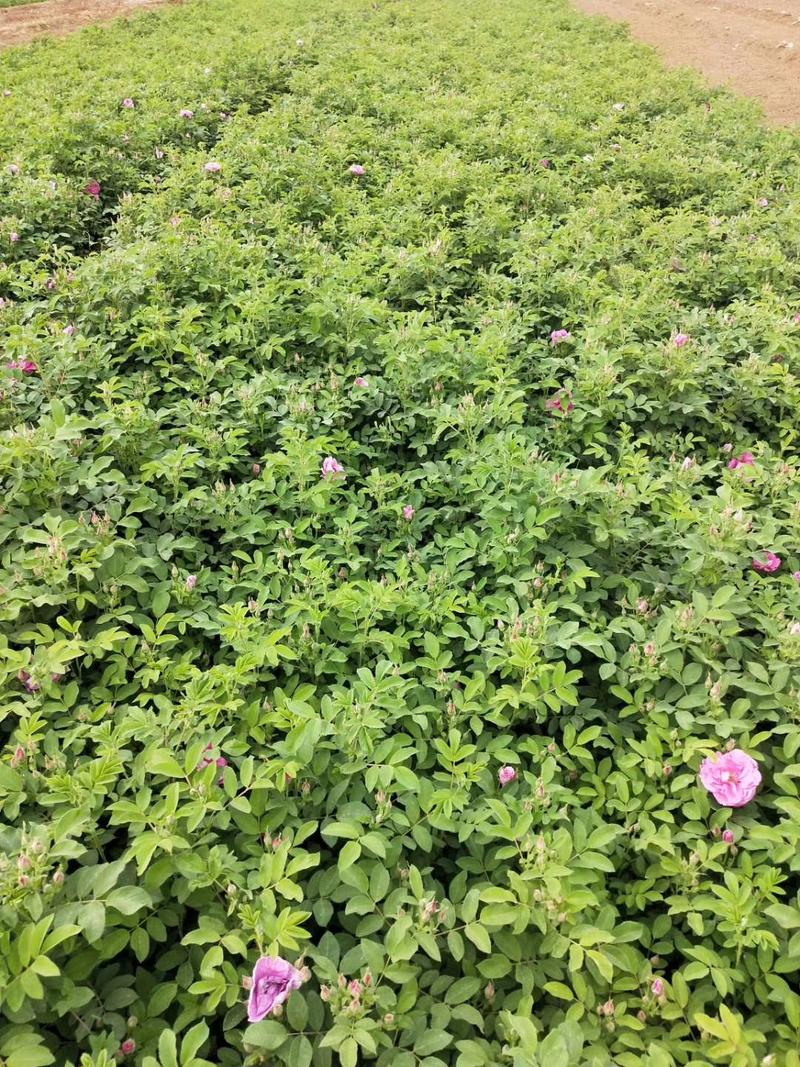 河北定州四季玫瑰杯苗绿化苗木花苗绿篱自家苗圃现挖现卖