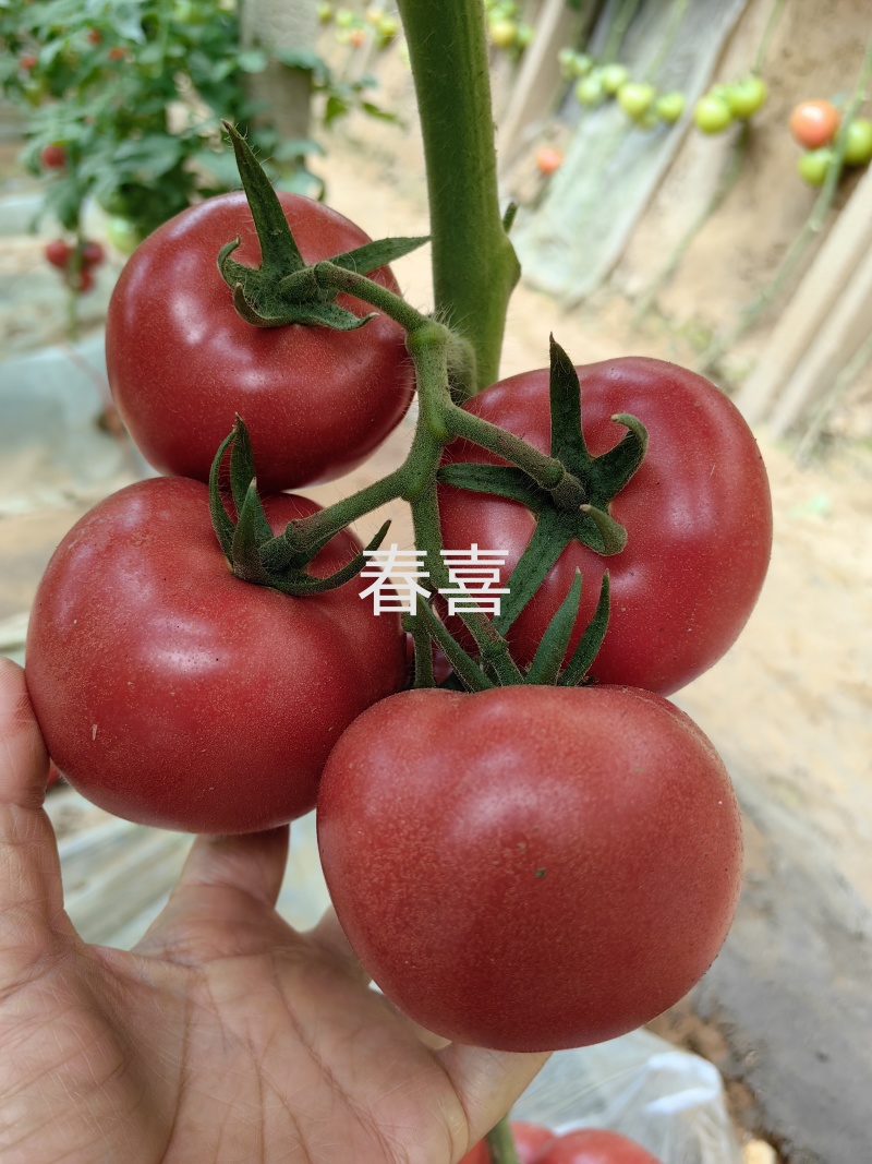 西红柿种子大果硬粉春丽骄阳冬悦哈雷早春越夏秋延越冬四季可种植