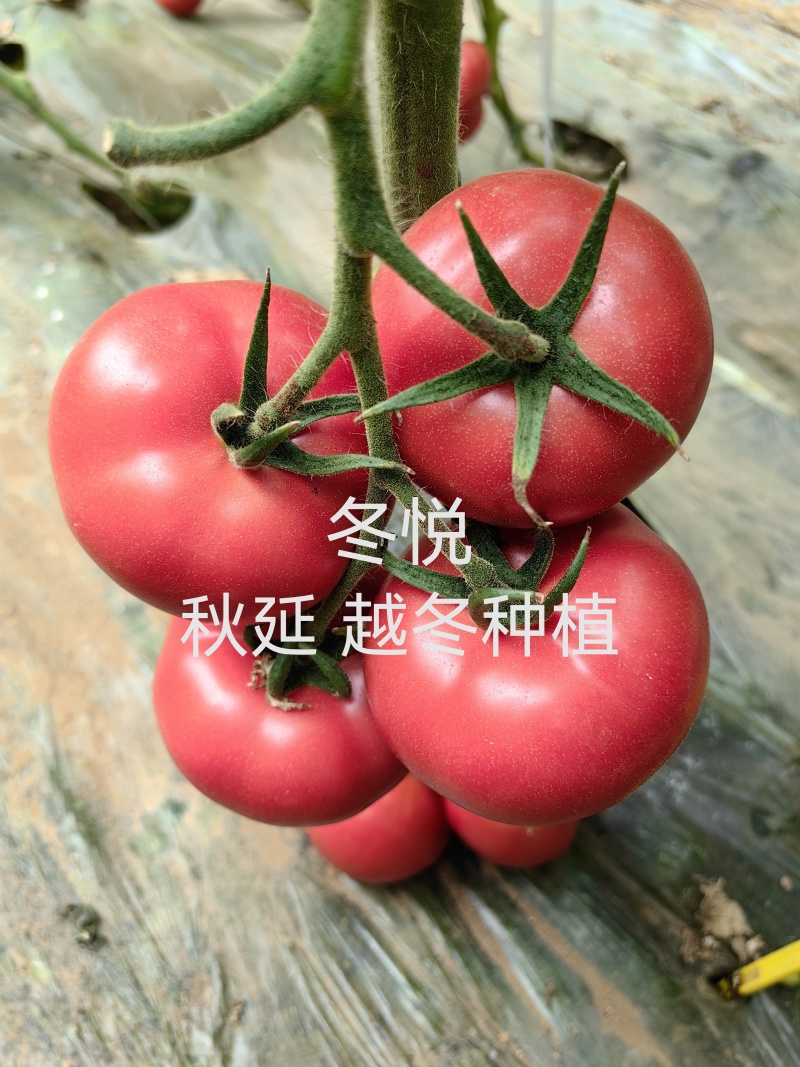 西红柿种子大果硬粉春丽骄阳冬悦哈雷早春越夏秋延越冬四季可种植