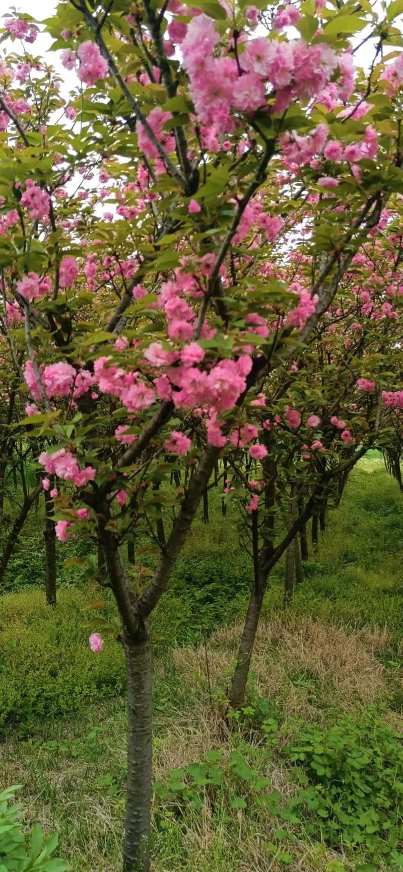 樱花树地苗品种晚樱基地
