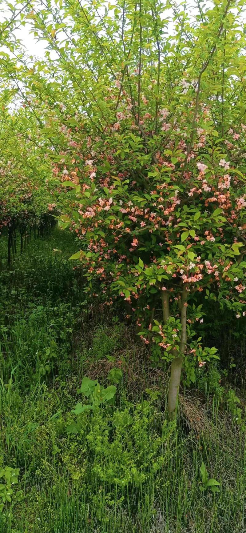 樱花树地苗品种晚樱基地