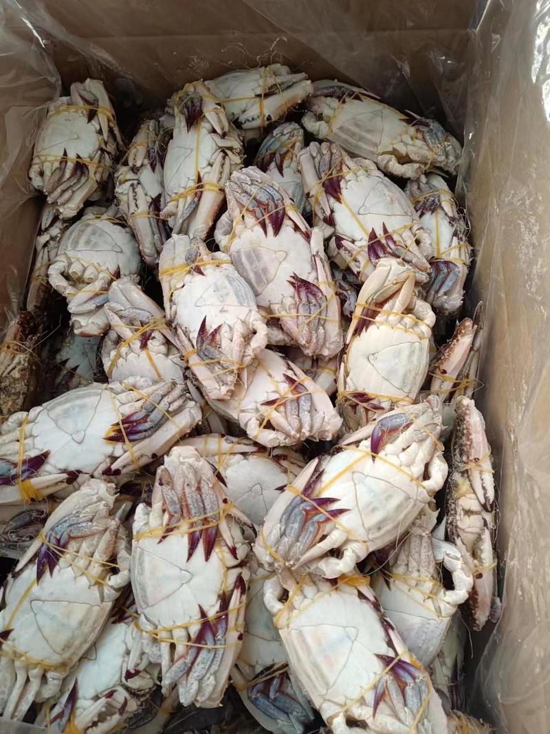 活冻梭子蟹现场发货，新鲜捕捞，味道鲜美，欢迎选购。
