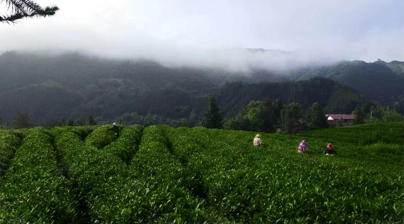 江西修水宁红功夫红茶深山茶叶高山茶叶