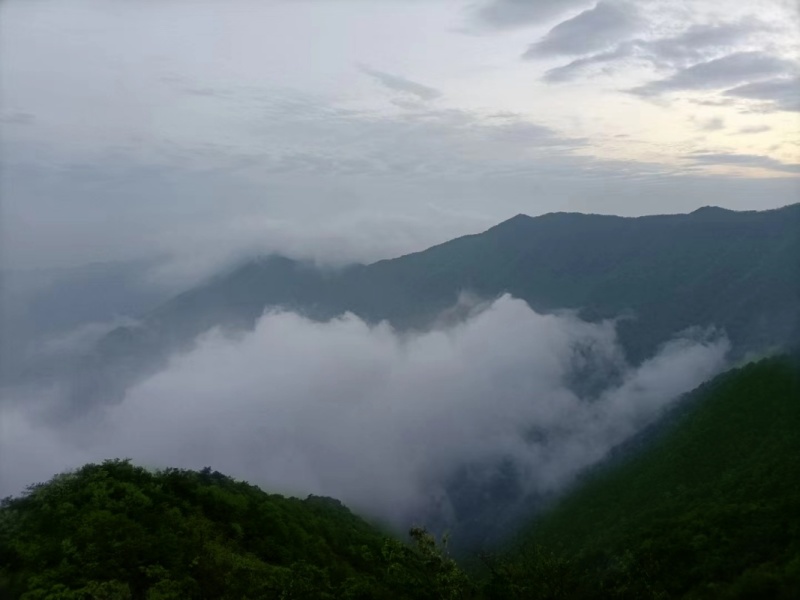 江西修水宁红功夫红茶深山茶叶高山茶叶