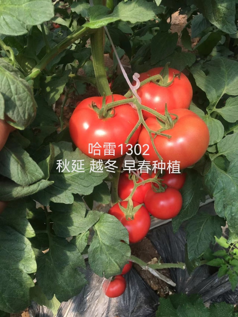 大果硬粉抗死棵抗线虫越夏硬粉西红柿苗早熟品种产量高