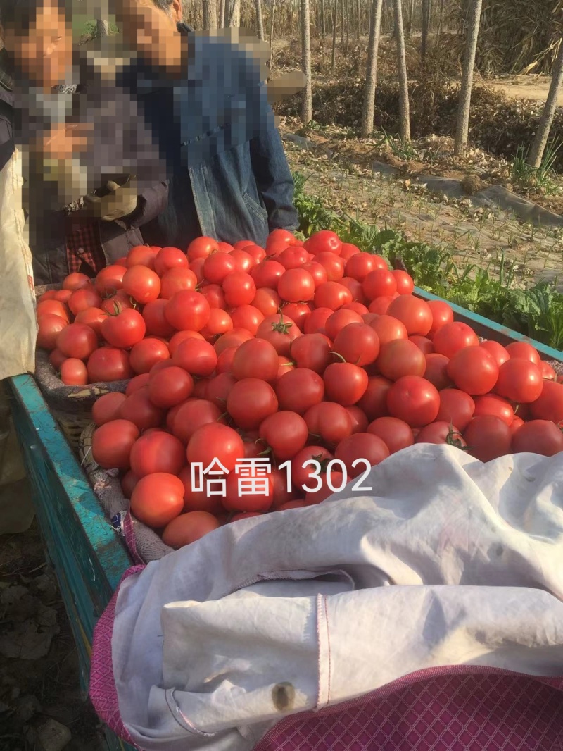 大果硬粉抗死棵抗线虫越夏硬粉西红柿苗早熟品种产量高