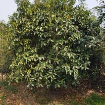 桂花树5一6公分，冠1.5，高2.2米，800棵，高低