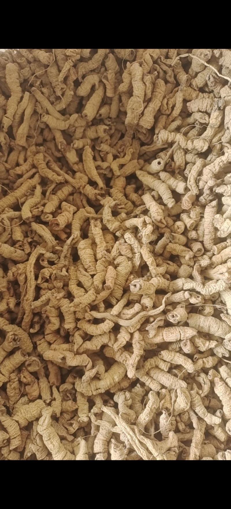巴戟肉巴戟天全抽芯规格齐全产地广东紫轩堂药业