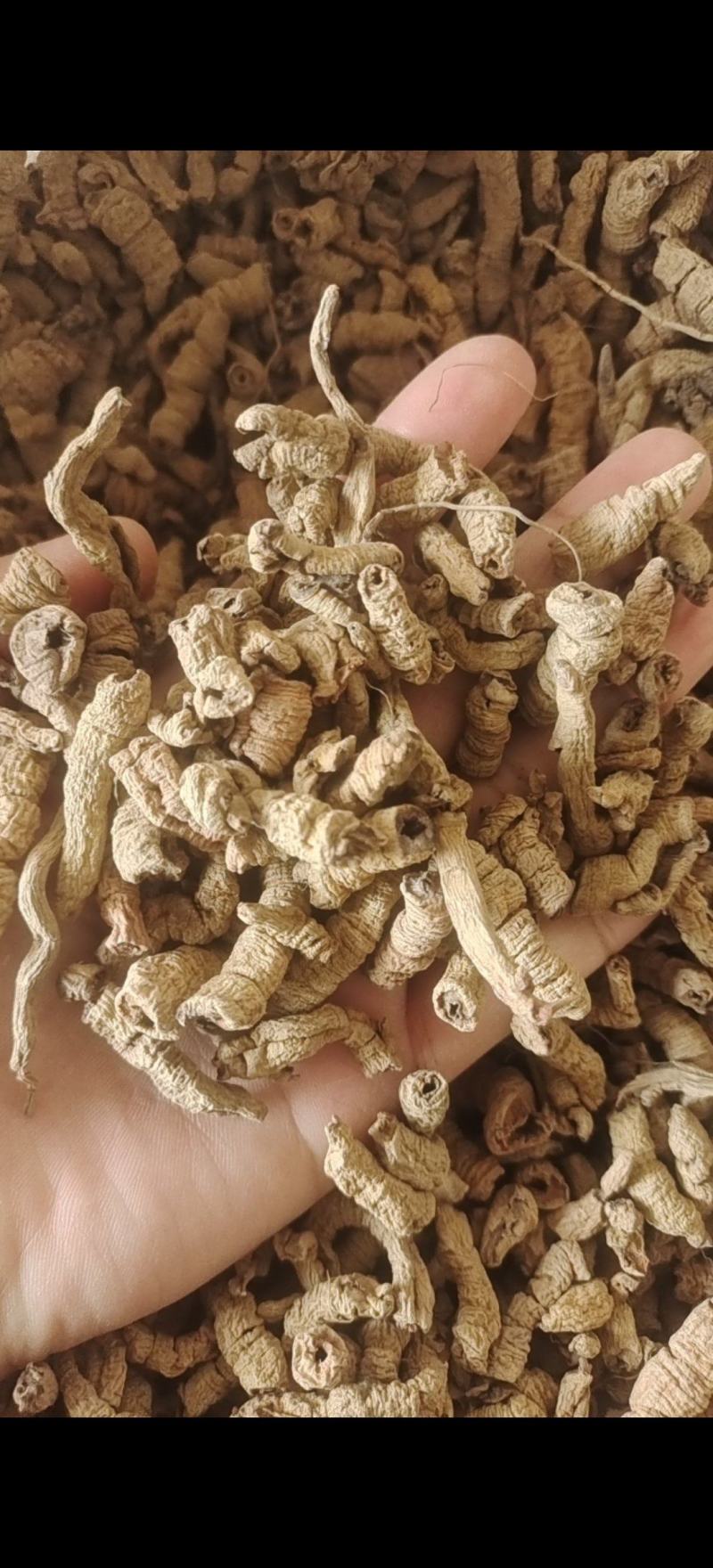 巴戟肉巴戟天全抽芯规格齐全产地广东紫轩堂药业