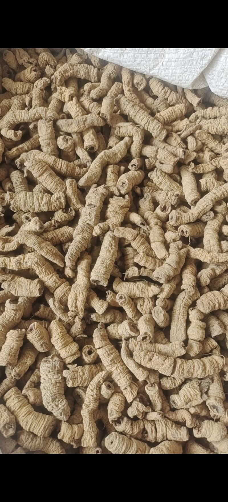 巴戟肉巴戟天全抽芯规格齐全产地广东紫轩堂药业