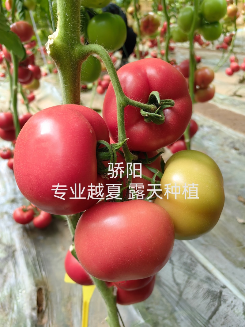 骄阳春丽专业越夏耐高温耐裂抗病毒抗死棵亩产25000