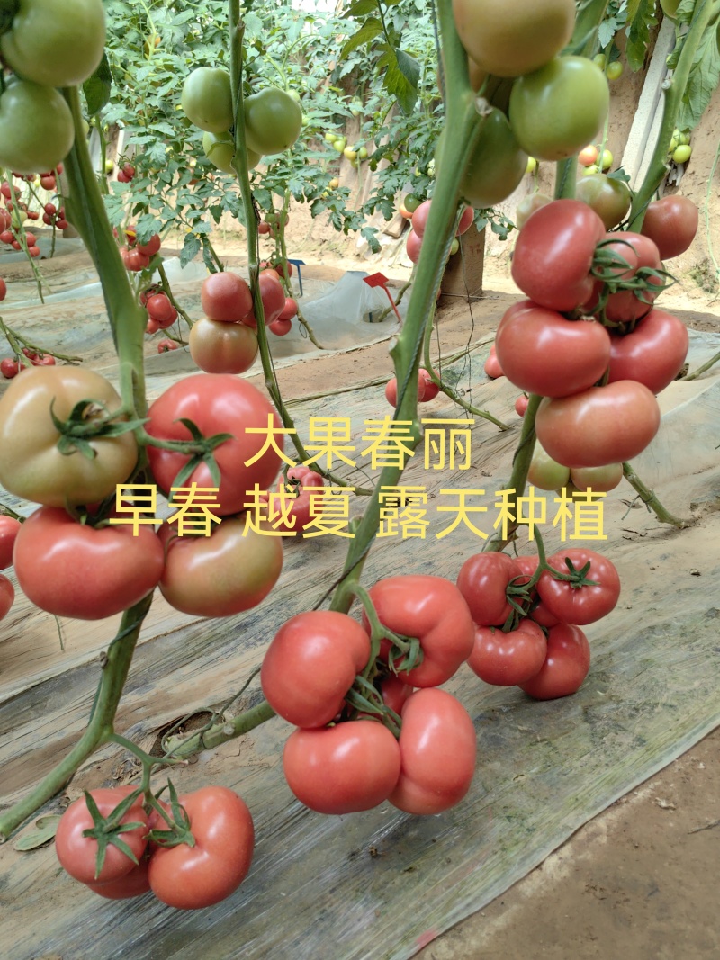 骄阳春丽专业越夏耐高温耐裂抗病毒抗死棵亩产25000