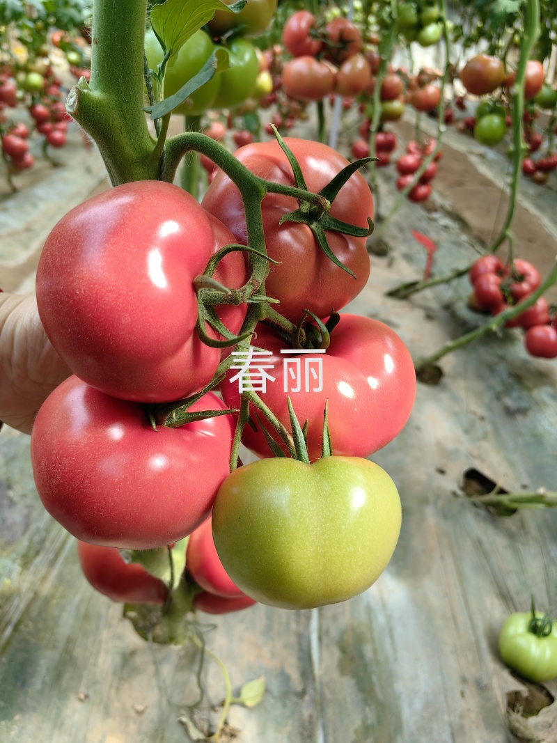 骄阳春丽专业越夏耐高温耐裂抗病毒抗死棵亩产25000