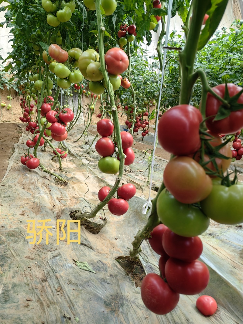骄阳春丽专业越夏耐高温耐裂抗病毒抗死棵亩产25000