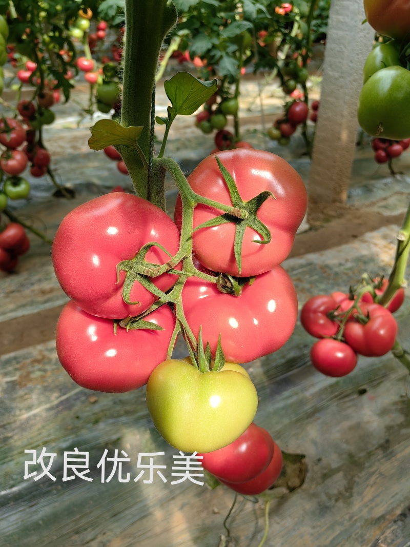 普罗旺斯改良优乐美，西红柿苗口感西红柿种子沙瓤