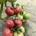 普罗旺斯改良优乐美，西红柿苗口感西红柿种子沙瓤