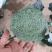 河南西兰花大量上市，西兰花小米粒，耐寒可打冷电商档口商超