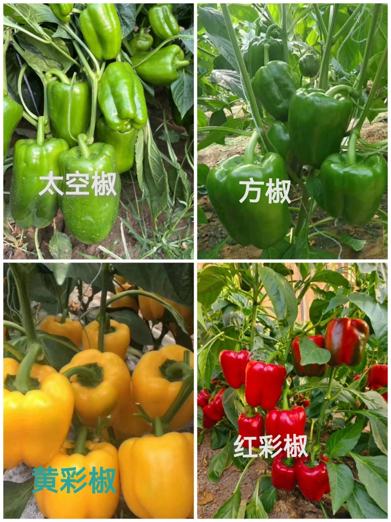 大果尖椒苗太妃一号黄绿皮尖椒产量高抗病能力强山东寿光基地