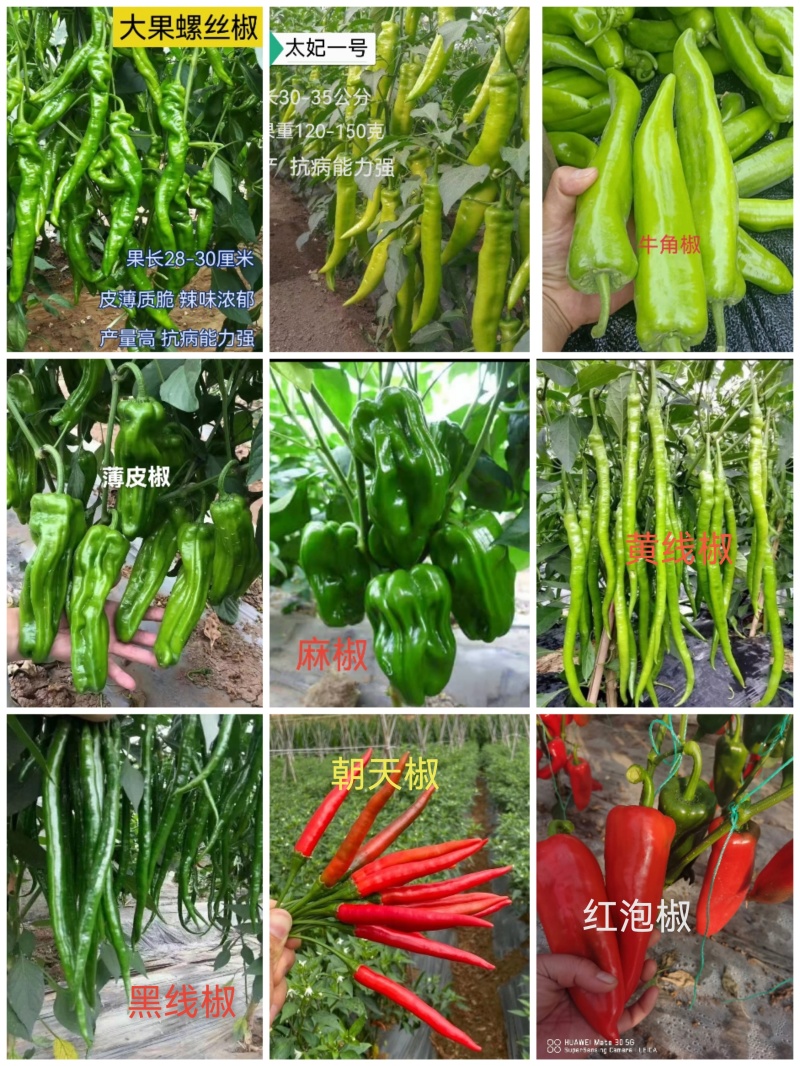 大果尖椒苗太妃一号黄绿皮尖椒产量高抗病能力强山东寿光基地