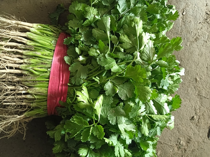 精品大叶香菜，五苔香菜大量上市