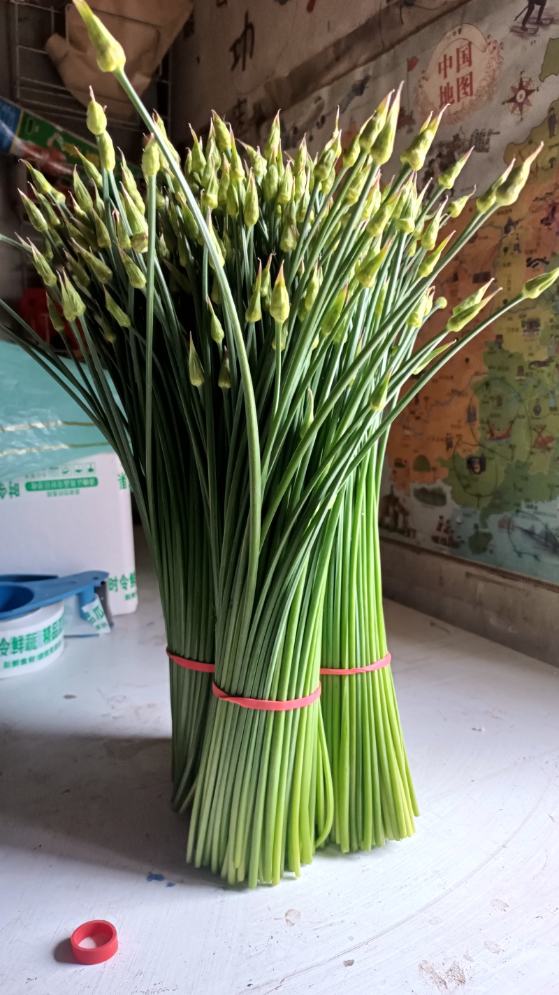 韭菜苔当天现採，新鲜脆嫩，产地直发，一件代发，大量批发！