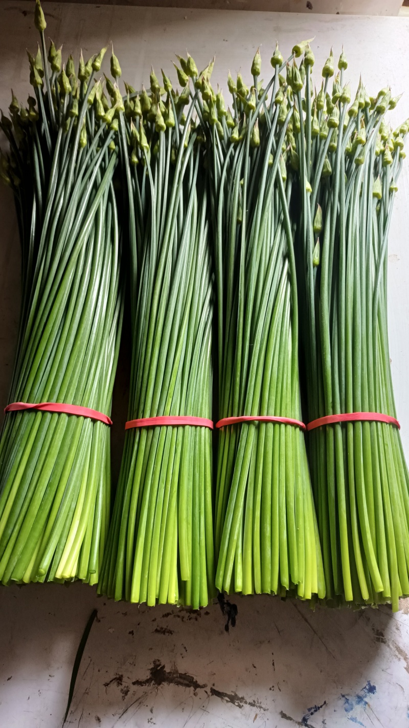 韭菜苔当天现採，新鲜脆嫩，产地直发，一件代发，大量批发！