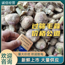 河南周口过筛毛蒜新鲜上市大量供应价格